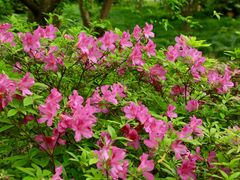 -上海共青森林公园