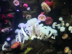 -瑞普利水族馆