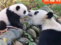 -都江堰中华大熊猫苑