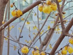 -国家植物园南园