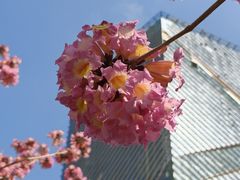 -深圳湾万象城(南山店)