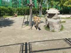 -上海野生动物园老虎餐厅