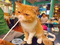 -猫小院猫主题咖啡厅(北锣店)