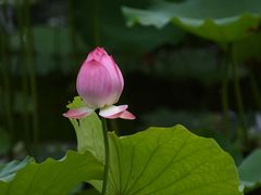 -荔湾湖公园