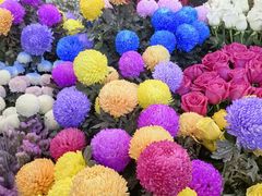 -越秀西湖花市(广州城市广场花卉店)