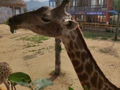 -西霞口神雕山野生动物世界