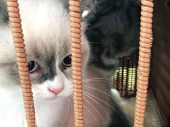 -申普宠物医院·心脏介入·心血管微创(总院)