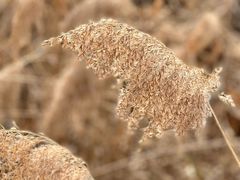 -野鸭湖国家湿地公园