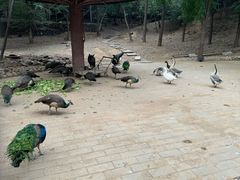 -石家庄市动物园