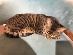 -这儿没有猫·猫咖萌宠馆·撸猫