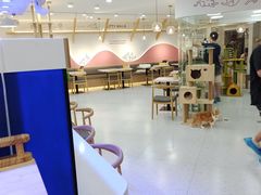 -喵园·猫主题咖啡厅·撸猫·猫咖(国贸店)