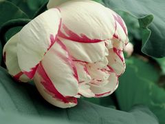 -陈家山荷花公园