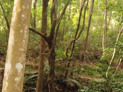 -广州市流溪河国家森林公园