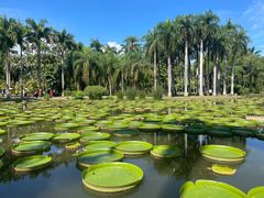 -中国科学院西双版纳热带植物园