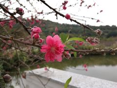 -丹樱生态园