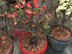 -双季花艺园艺市场(浦东店)