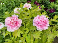 -莲花池公园