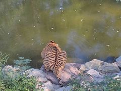 -石家庄市动物园