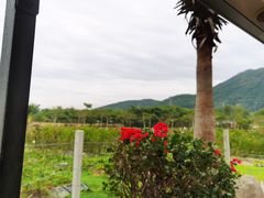 -亚龙湾国际玫瑰谷