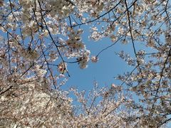 -高东镇樱花园