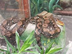 -上海大自然野生昆虫馆(东方明珠·爬宠昆虫探索中心)