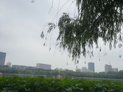 -莲花池公园
