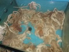 -东海章鱼馆(恒瑞街店)