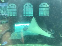 -悉尼海洋生物水族馆