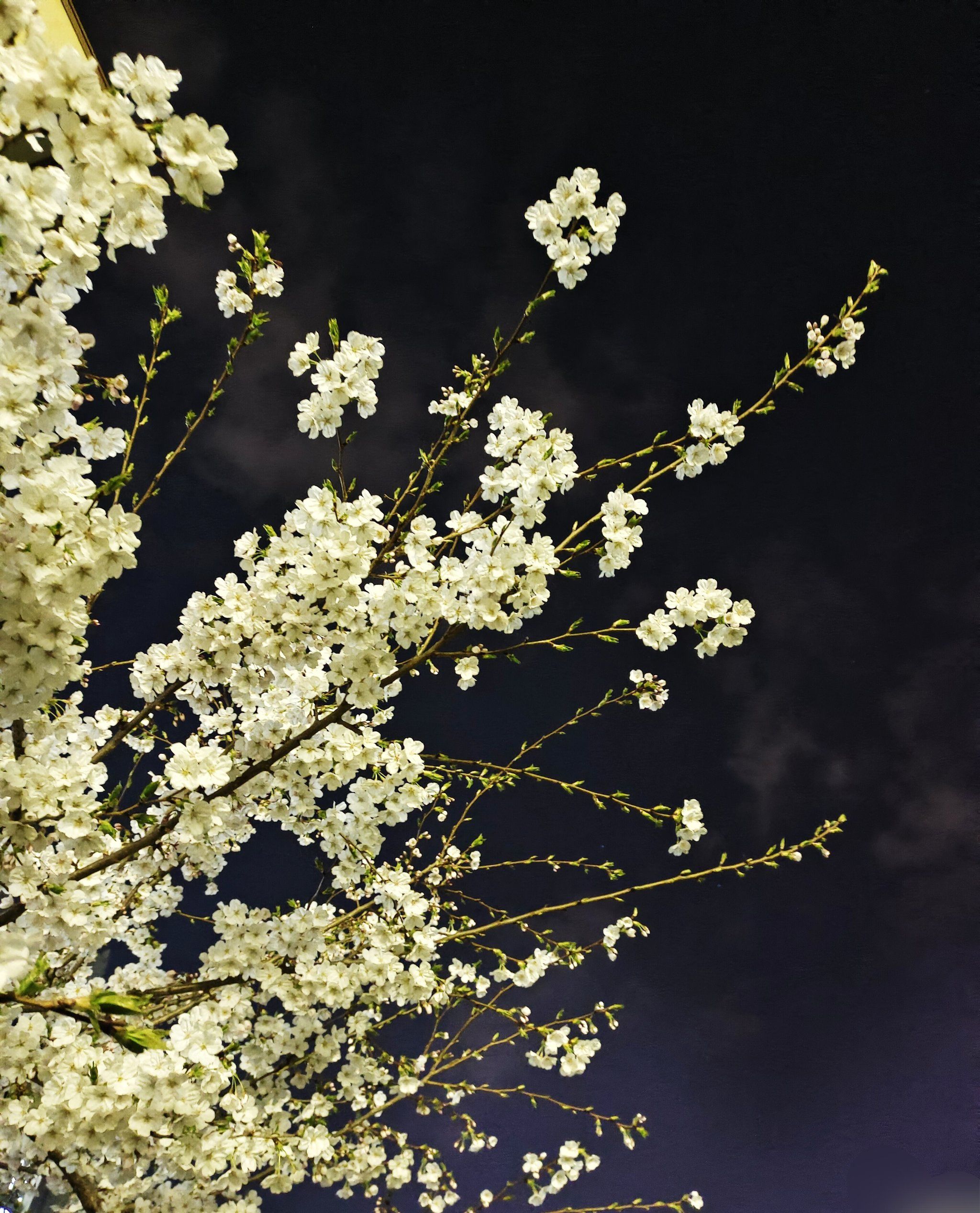 夜色下的樱花94