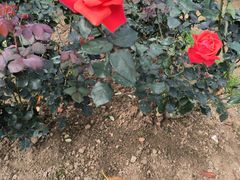 -人民公园(罗湖区)