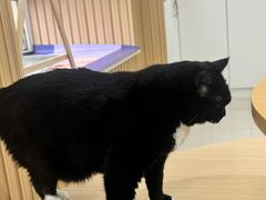 -鼓捣猫呢主题猫咖店
