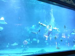 -烟台海昌鲸鲨海洋公园