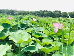 -荷塘月色湿地公园·向阳花洲