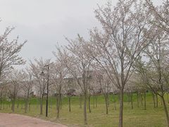 -花博汇(知音花月夜)