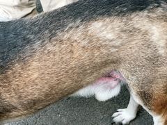 -瑞派长江宠物医院·猫科·外科·24小时夜护(谊城公寓分院)