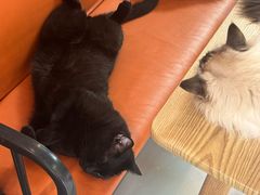 -豆逗聊愈猫阁Easy Life