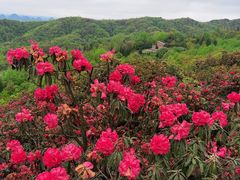 -贵州百里杜鹃风景名胜区