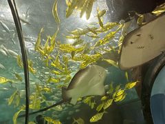 -苏州海洋馆