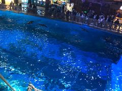 -海合安青岛极地海洋公园