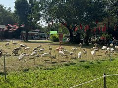 -广州长隆飞鸟乐园