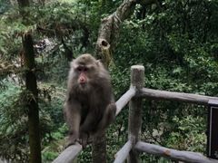 -峨眉山风景名胜区
