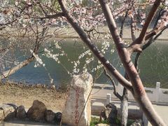 -桃花堤公园