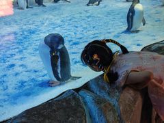 -芜湖新华联大白鲸海洋公园