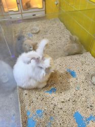 -神奇动物撸宠馆·羊驼·小浣熊·异宠(豫园店)