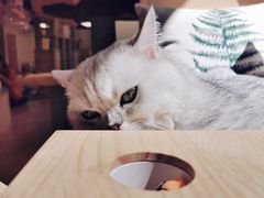 -猫和宫(六道口店)
