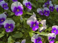 -郑州中国绿化博览园