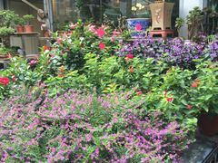 -曲阳花鸟市场(曲阳路店)