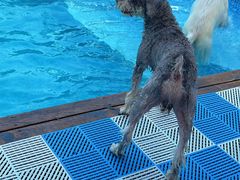 -爪吧宠物乐园 (温榆河示范区店)