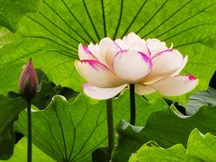 -陈家山荷花公园