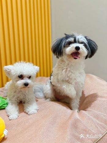 狗狗也有五星级酒店！？